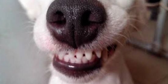 Imagem do grupo de WhatsApp F L U X O