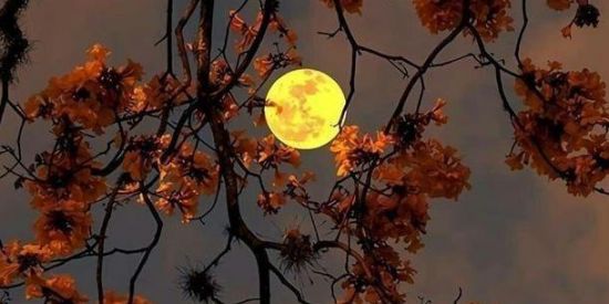 Imagem do grupo de WhatsApp 🦋NOVAS AMIZADES 🦋