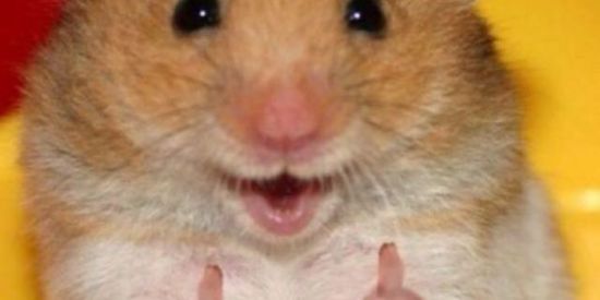 Imagem do grupo de WhatsApp Arrombados do Brasil.0