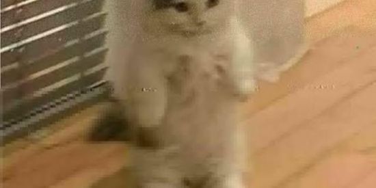 Imagem do grupo de WhatsApp ♤♧Amizades Novas ♤♧☆