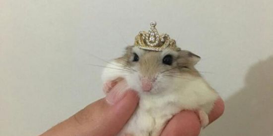 Imagem do grupo de WhatsApp ↯†♦️፝⃟fígurínhαs፝⃟♦️†↯