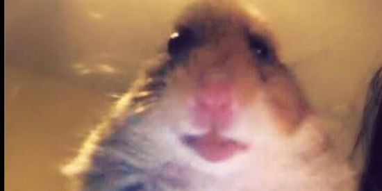 Imagem do grupo de WhatsApp Para que sou timidxx😶