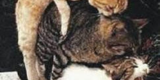 Imagem do grupo de WhatsApp Miau Surtados🇦🇴