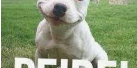 Imagem do grupo de WhatsApp σร + łσкσร ☘☘☘