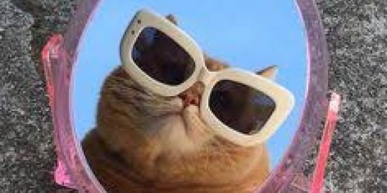 Imagem do grupo de WhatsApp Triagem