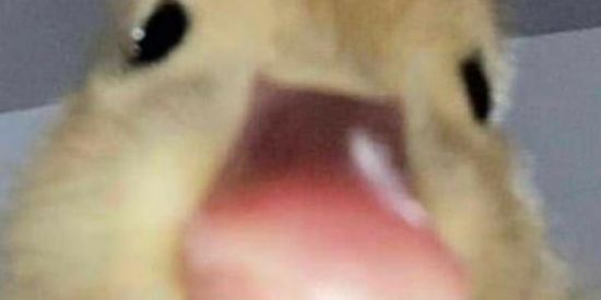 Imagem do grupo de WhatsApp quem se apaixonar primeiro sai🙃✊