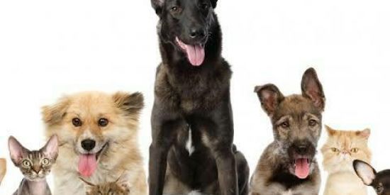 Imagem do grupo de WhatsApp Meu amigo PET