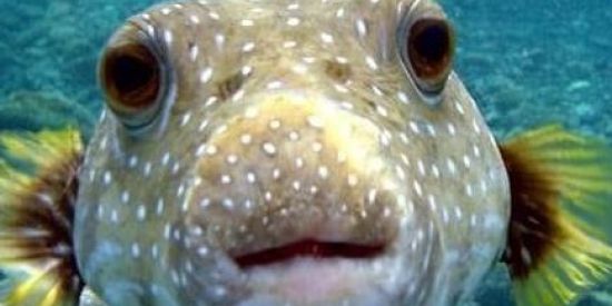 Imagem do grupo de WhatsApp Deep Web Galeria🔥