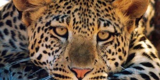 Imagem do grupo de WhatsApp Grupo Da Zuera 😜