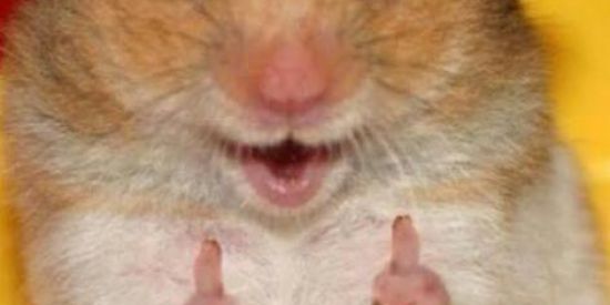 Imagem do grupo de WhatsApp 💍Grupo de amizade💍