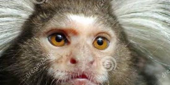 Imagem do grupo de WhatsApp Escória da humanidade 🕋📴🚨