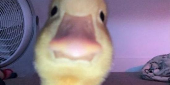 Imagem do grupo de WhatsApp Amizades🤝