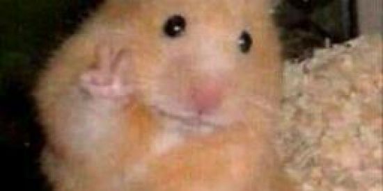 Imagem do grupo de WhatsApp NÃO ME DEIXEM SOZINHA!