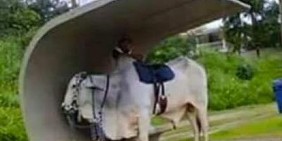 Imagem do grupo de WhatsApp ALEATORANDO