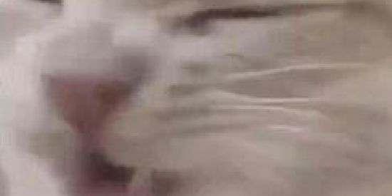 Imagem do grupo de WhatsApp Konoha Langzera 🥸