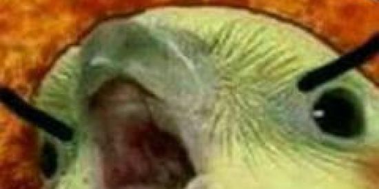 Imagem do grupo de WhatsApp Bar dos retardados