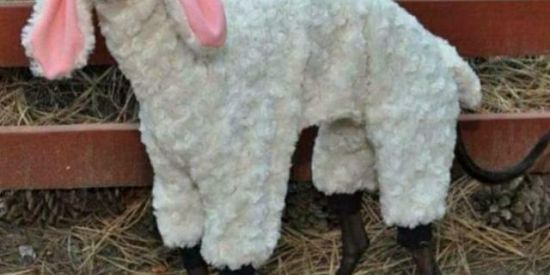 Imagem do grupo de WhatsApp ATIVOS  NA MADRUGA ✨