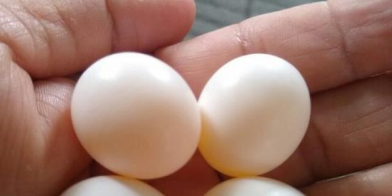 Imagem do grupo de WhatsApp BR  SHITPOSTER ĐŘΔGØŇ