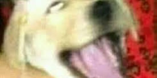 Imagem do grupo de WhatsApp soy adm