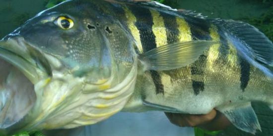 Imagem do grupo de WhatsApp PESCA EM EPITÁCIO