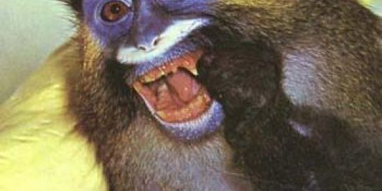 Imagem do grupo de WhatsApp 🙏🏽Óleo de macaco sagrado 🙏🏽