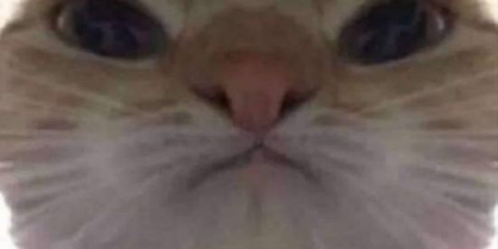 Imagem do grupo de WhatsApp ▂▃▅▇█▓▒Figurinhas ░▒▓█▇▅▃