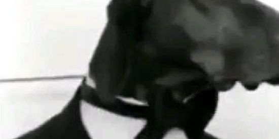 Imagem do grupo de WhatsApp Grupo de figurinhas🙈