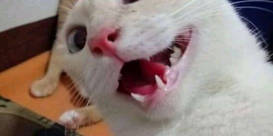 Imagem do grupo de WhatsApp Recrutamento Sr'p