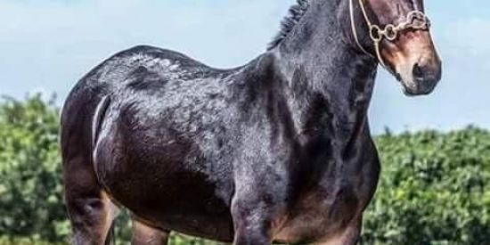 Imagem do grupo de WhatsApp Cavalgada/Amizade