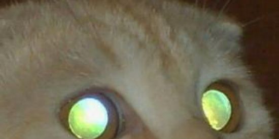 Imagem do grupo de WhatsApp Hospicio Santa Maria