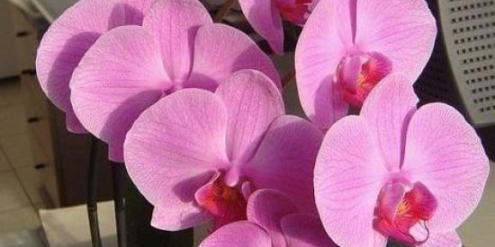 Imagem do grupo de WhatsApp Curso de Orquideas🌹🌺