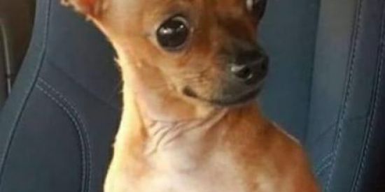 Imagem do grupo de WhatsApp Quarentena