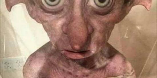 Imagem do grupo de WhatsApp 🏖️🗡️SHITS/MEMES➫CHEIROSOS🌂🦕