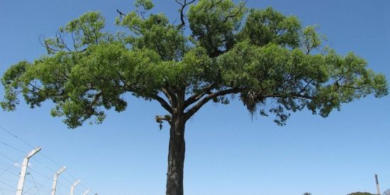 Imagem do grupo de WhatsApp São Roque - Mairinque - Aluminio - Ibiuna - Vargem Grande Paulista