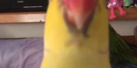 Imagem do grupo de WhatsApp Amo o seis🐦