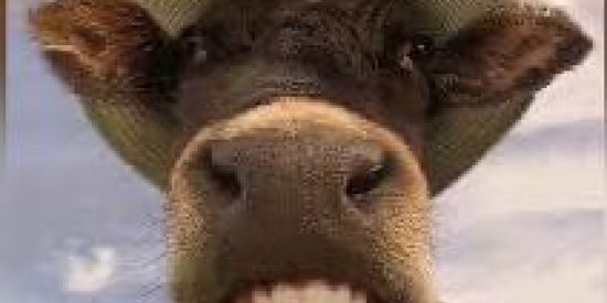 Imagem do grupo de WhatsApp CELULAR VIBRA SEM PARAR😌