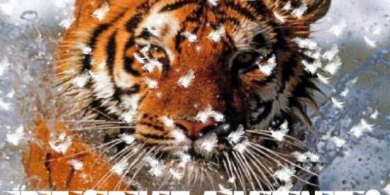 Imagem do grupo de WhatsApp 🐯RECRUTAMENTO🐯