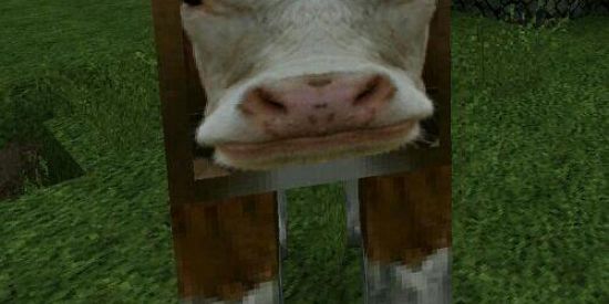 Imagem do grupo de WhatsApp Adoção de cachorros🐶