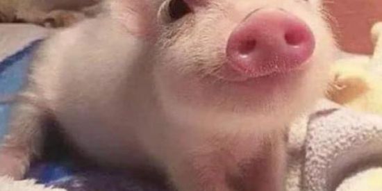 Imagem do grupo de WhatsApp Figurinhas