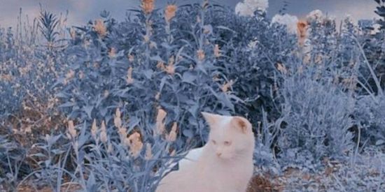 Imagem do grupo de WhatsApp 🍼🩹Aesthetic🌙✨