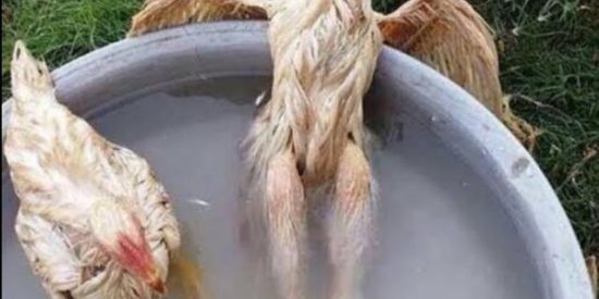 Imagem do grupo de WhatsApp Shits 🤡👌