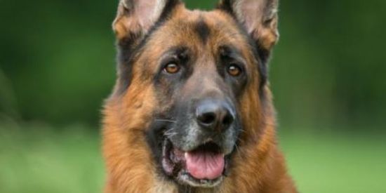 Imagem do grupo de WhatsApp PASTOR ALEMÃO - MS