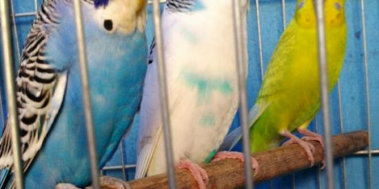 Imagem do grupo de WhatsApp PLANETA KIKITO 🐶🐱🦆