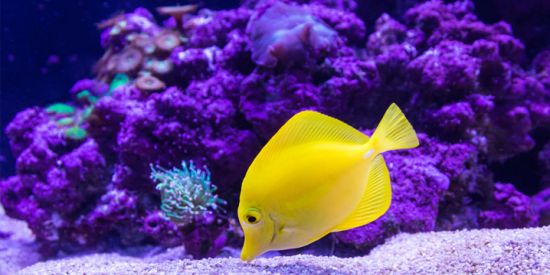 Imagem do grupo de WhatsApp Aquaristas Anônimos