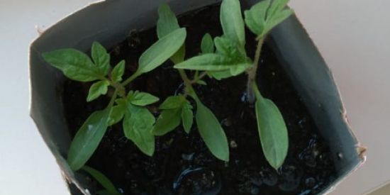 Imagem do grupo de WhatsApp BOT DO RAFA >:D