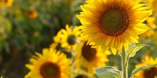 Imagem do grupo de WhatsApp 🌻5 vira 15🌻