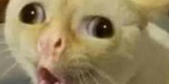 Imagem do grupo de WhatsApp SÓ ZUEIRA 🤪👽🍆