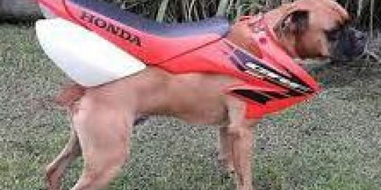 Imagem do grupo de WhatsApp Sem Regras