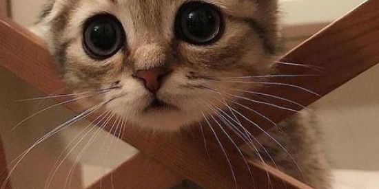 Imagem do grupo de WhatsApp ...