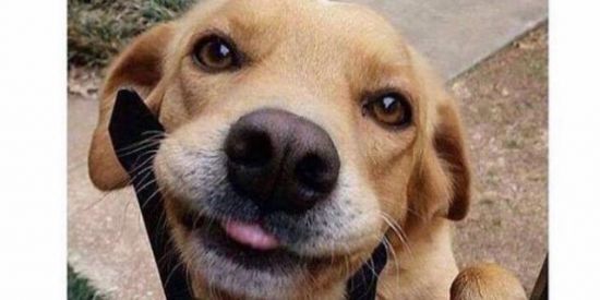 Imagem do grupo de WhatsApp Meus Memeiros 🥲🥰